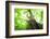 Primeval Forest of Chestnut Tree-tamikosan-Framed Photographic Print