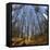 Primeval Forest with Fallen Trees, Austria, Viennese Wood, Mauerbach-Volker Preusser-Framed Premier Image Canvas