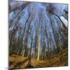 Primeval Forest with Fallen Trees, Austria, Viennese Wood, Mauerbach-Volker Preusser-Mounted Photographic Print