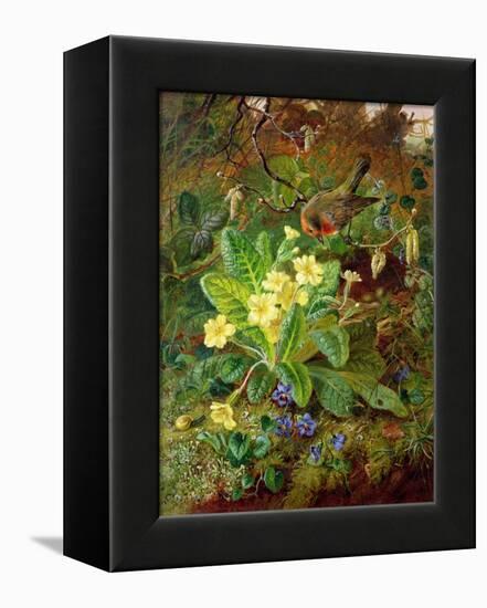 Primrose and Robin-William John Wainwright-Framed Premier Image Canvas