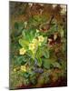 Primrose and Robin-William John Wainwright-Mounted Giclee Print