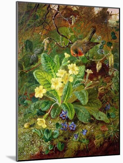 Primrose and Robin-William John Wainwright-Mounted Giclee Print