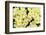 Primrose on floor of decidious woodland, Scotland-Laurie Campbell-Framed Photographic Print