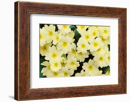 Primrose on floor of decidious woodland, Scotland-Laurie Campbell-Framed Photographic Print