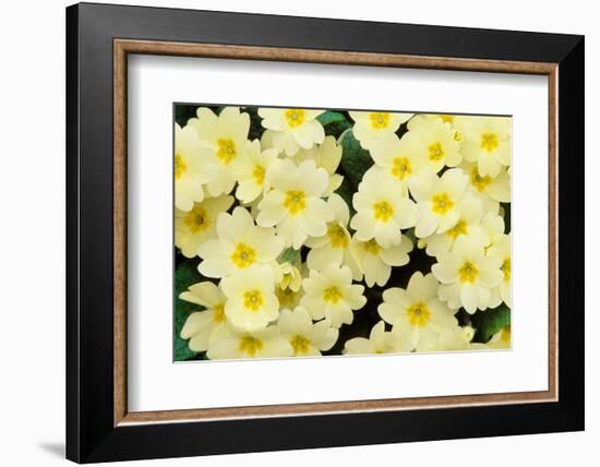 Primrose on floor of decidious woodland, Scotland-Laurie Campbell-Framed Photographic Print