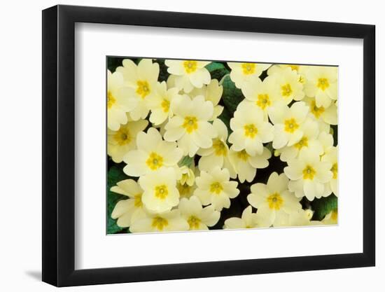 Primrose on floor of decidious woodland, Scotland-Laurie Campbell-Framed Photographic Print