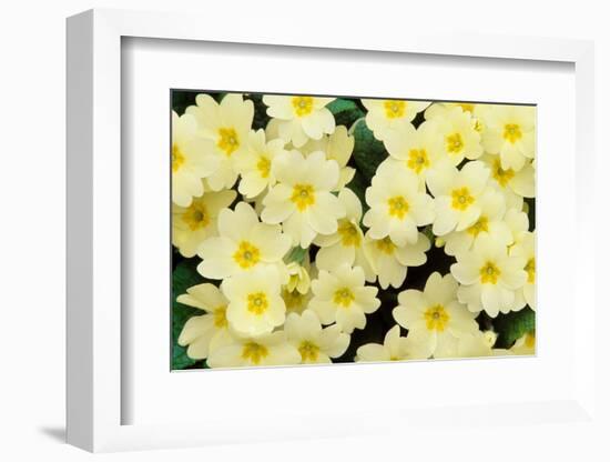 Primrose on floor of decidious woodland, Scotland-Laurie Campbell-Framed Photographic Print