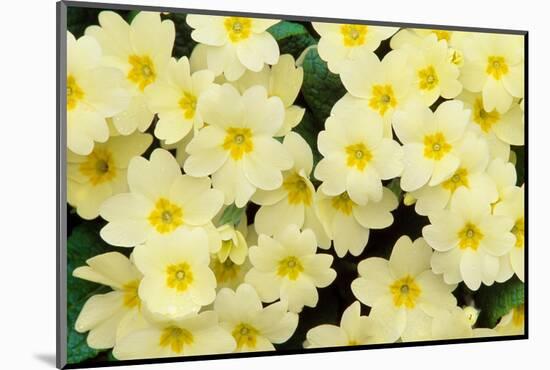 Primrose on floor of decidious woodland, Scotland-Laurie Campbell-Mounted Photographic Print