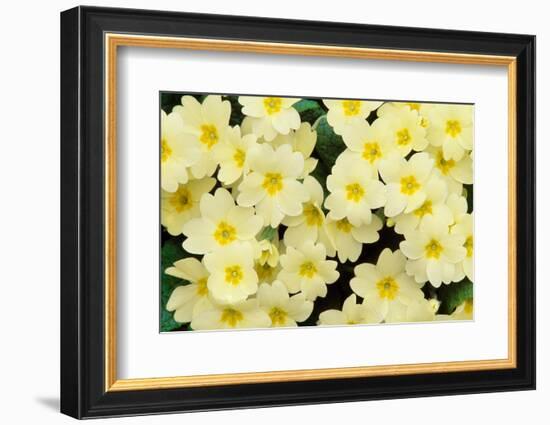 Primrose on floor of decidious woodland, Scotland-Laurie Campbell-Framed Photographic Print