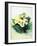 Primrose Pale Yellow, 2005-Joan Thewsey-Framed Giclee Print