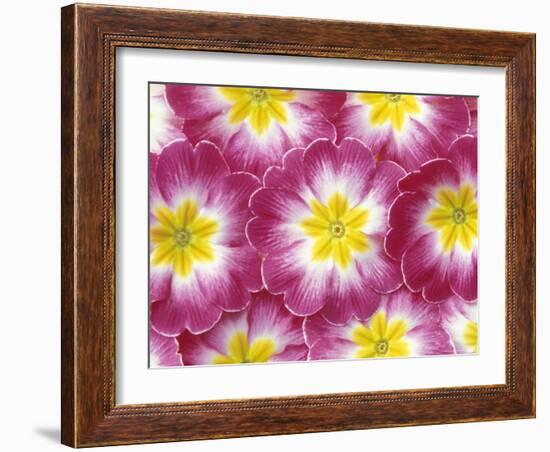 Primrose Pattern, Washington, USA-null-Framed Photographic Print