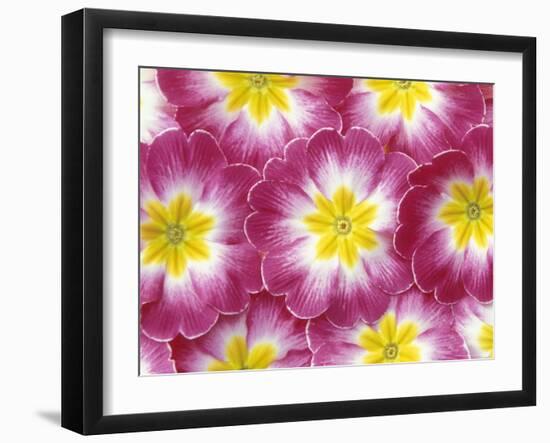 Primrose Pattern, Washington, USA-null-Framed Photographic Print