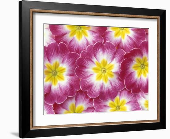 Primrose Pattern, Washington, USA-null-Framed Photographic Print