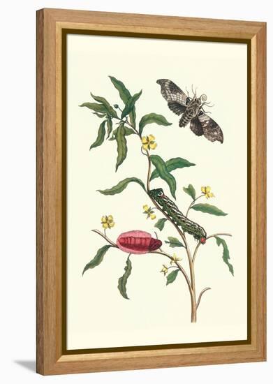 Primrose Willow or Water Purslane with a Banded Sphinx-Maria Sibylla Merian-Framed Stretched Canvas