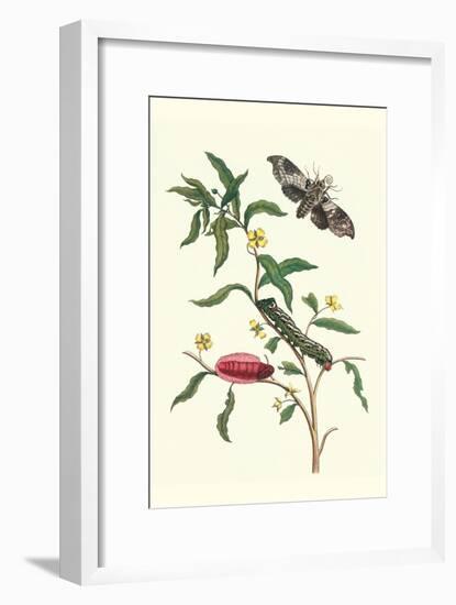 Primrose Willow or Water Purslane with a Banded Sphinx-Maria Sibylla Merian-Framed Art Print