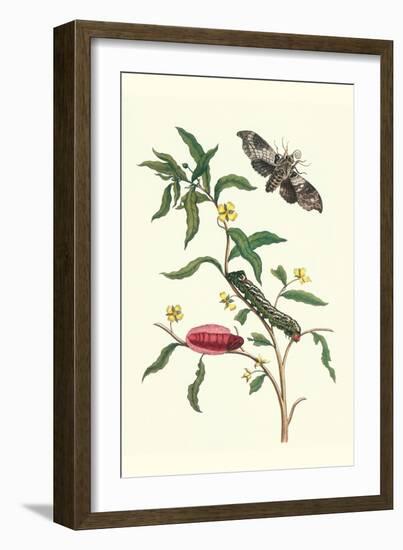 Primrose Willow or Water Purslane with a Banded Sphinx-Maria Sibylla Merian-Framed Art Print