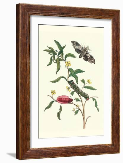 Primrose Willow or Water Purslane with a Banded Sphinx-Maria Sibylla Merian-Framed Art Print