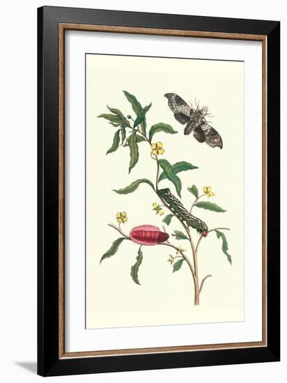 Primrose Willow or Water Purslane with a Banded Sphinx-Maria Sibylla Merian-Framed Art Print