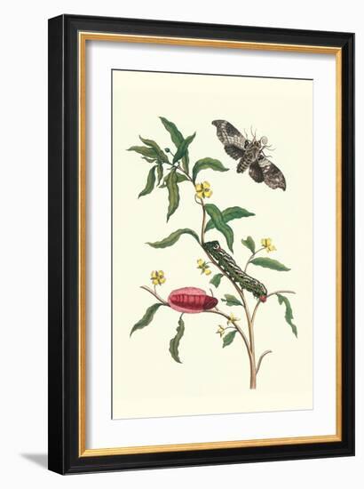 Primrose Willow or Water Purslane with a Banded Sphinx-Maria Sibylla Merian-Framed Art Print