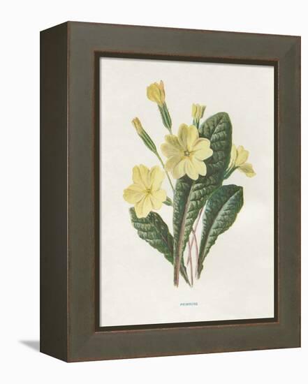 Primrose-Gwendolyn Babbitt-Framed Stretched Canvas