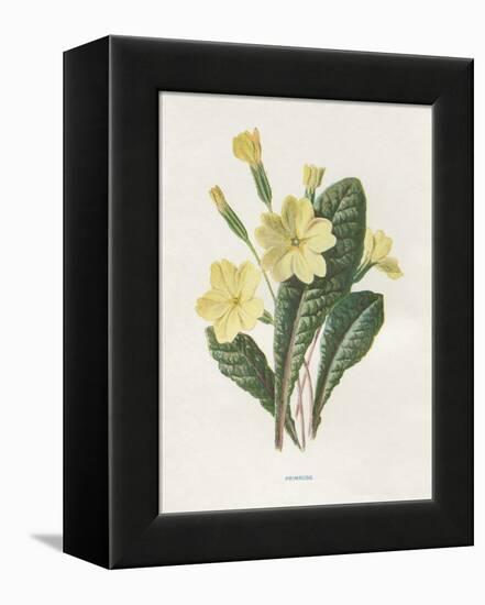 Primrose-Gwendolyn Babbitt-Framed Stretched Canvas