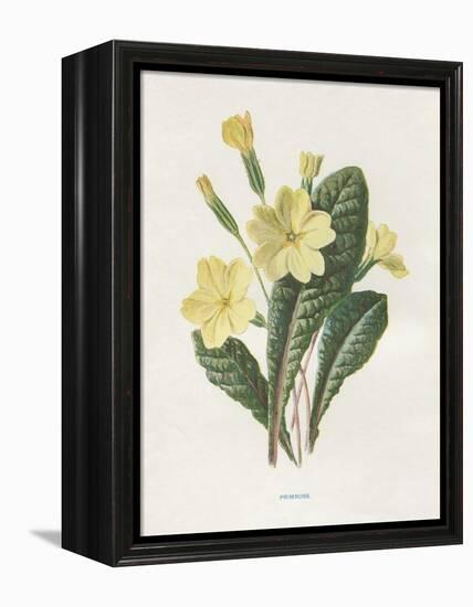 Primrose-Gwendolyn Babbitt-Framed Stretched Canvas