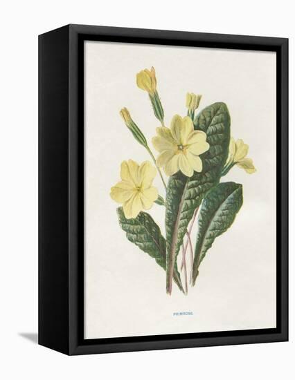 Primrose-Gwendolyn Babbitt-Framed Stretched Canvas