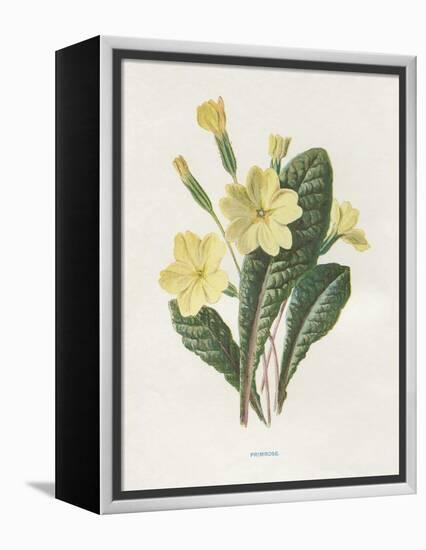 Primrose-Gwendolyn Babbitt-Framed Stretched Canvas