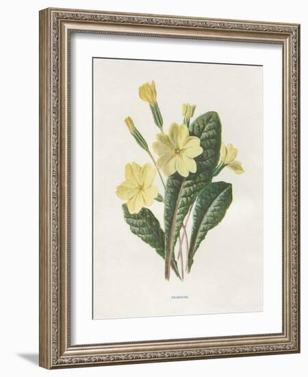 Primrose-Gwendolyn Babbitt-Framed Art Print