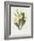 Primrose-Gwendolyn Babbitt-Framed Art Print