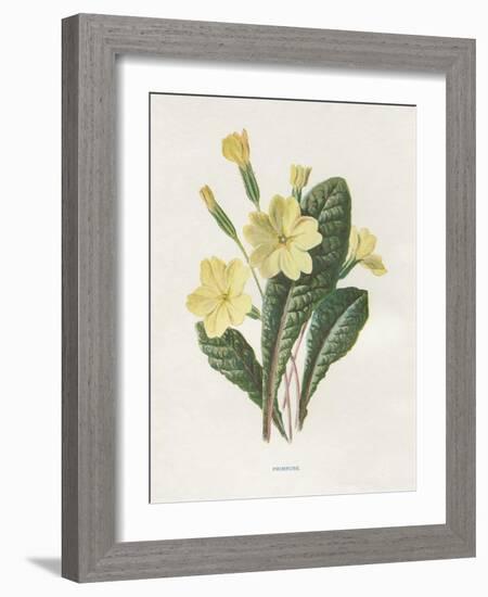 Primrose-Gwendolyn Babbitt-Framed Art Print