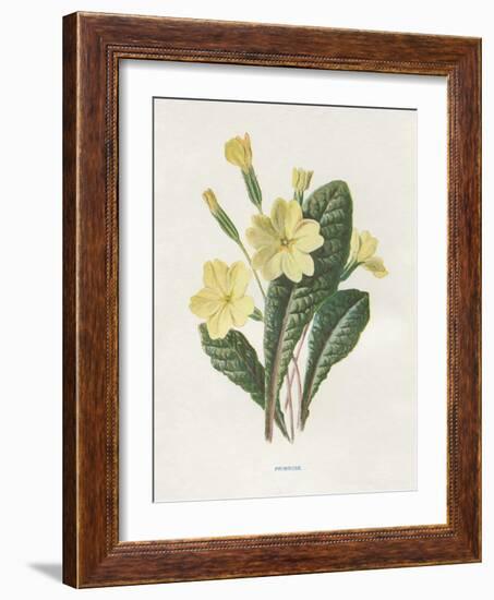 Primrose-Gwendolyn Babbitt-Framed Art Print