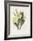 Primrose-Gwendolyn Babbitt-Framed Art Print