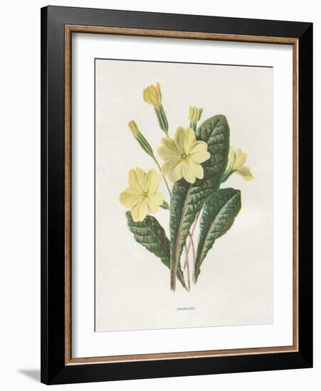 Primrose-Gwendolyn Babbitt-Framed Art Print