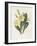 Primrose-Gwendolyn Babbitt-Framed Art Print