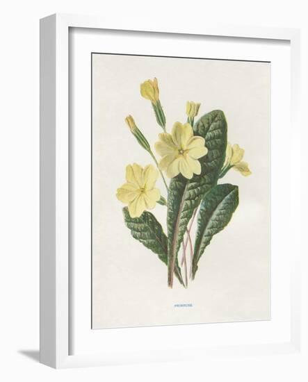 Primrose-Gwendolyn Babbitt-Framed Art Print