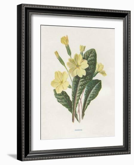 Primrose-Gwendolyn Babbitt-Framed Art Print