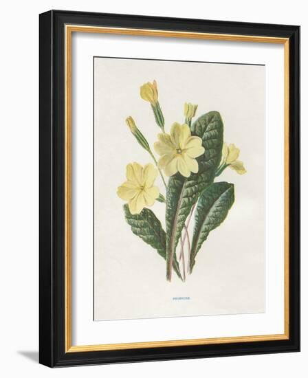 Primrose-Gwendolyn Babbitt-Framed Art Print