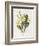 Primrose-Gwendolyn Babbitt-Framed Art Print