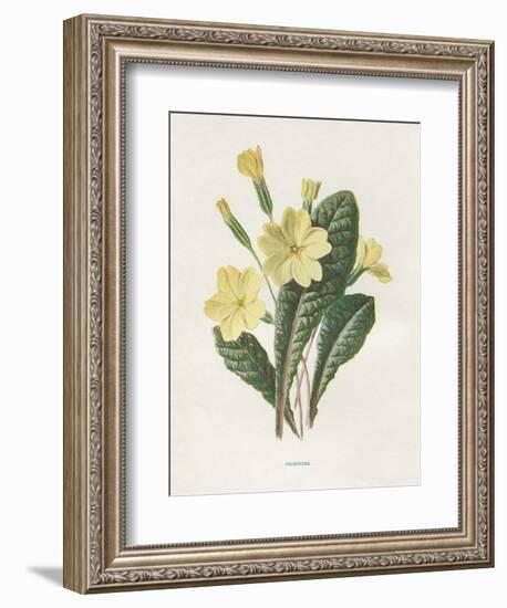 Primrose-Gwendolyn Babbitt-Framed Art Print