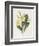 Primrose-Gwendolyn Babbitt-Framed Art Print