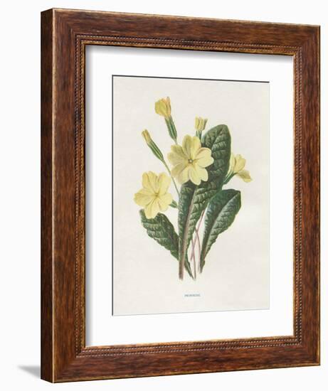 Primrose-Gwendolyn Babbitt-Framed Art Print