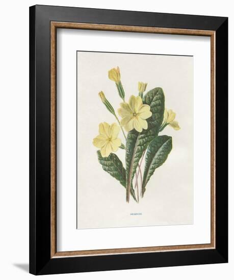 Primrose-Gwendolyn Babbitt-Framed Art Print