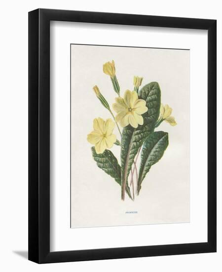 Primrose-Gwendolyn Babbitt-Framed Art Print