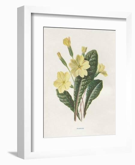 Primrose-Gwendolyn Babbitt-Framed Art Print