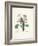 Primrose-Pierre-Joseph Redouté-Framed Giclee Print