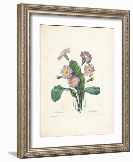 Primrose-Pierre-Joseph Redouté-Framed Giclee Print