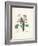 Primrose-Pierre-Joseph Redouté-Framed Giclee Print