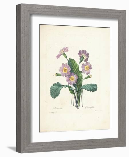 Primrose-Pierre-Joseph Redouté-Framed Giclee Print