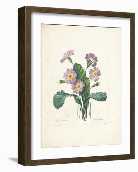 Primrose-Pierre-Joseph Redouté-Framed Giclee Print